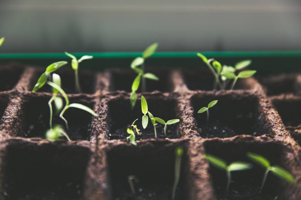 Nurturing Spring Spring planting with children